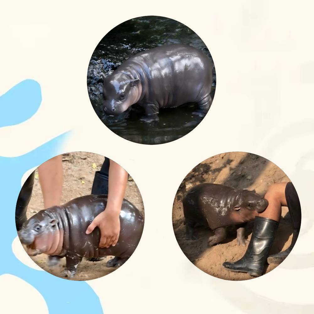 Baby Hippo Moo Deng Badge Tinp - Baby Clothing Japan review and price